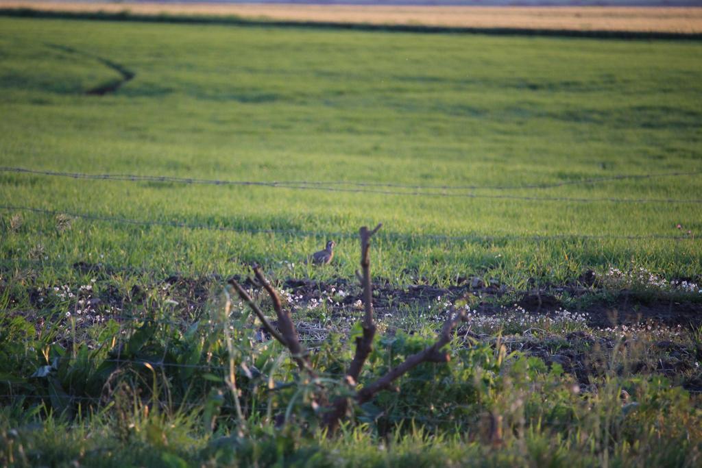 Monte Da Morena Agro-Turismo Serpa Zewnętrze zdjęcie